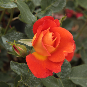 Cvjetovi su narančasto-crvene, koji se sastoje od oko 42 latica i malo mirisni. Njegovo cvijeće je vrlo veliko 10 cm promjera.